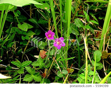在山的腳的野生蒜shawsko 在山的腳的野生蒜shawsko 5594399