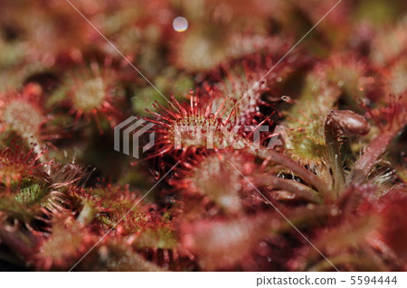 Caterpillar plants · Tokai Commonsensiae 5594444