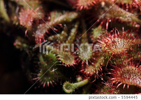 卡特彼勒植物·Tokai Commonsensiae 5594445