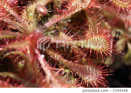 卡特彼勒植物·Tokai Commonsensiae 卡特彼勒植物·Tokai Commonsensiae 5594446