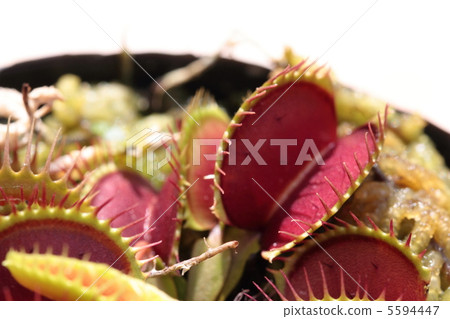 Insectivorous plant · Fly Triticea (Dionaire) 5594447