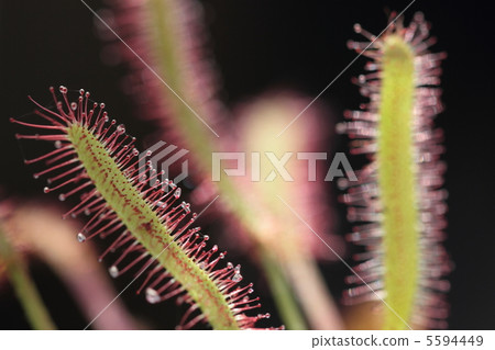 Caterpillar plant · Drosera clap 5594449
