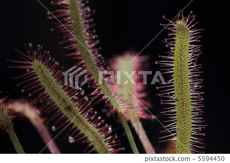 Caterpillar plant · Drosera clap 5594450