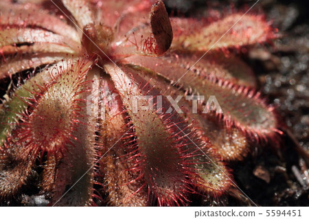 食蟲植物Drocera Aliciae 食蟲植物Drocera Aliciae 5594451