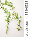 常春藤 5594538