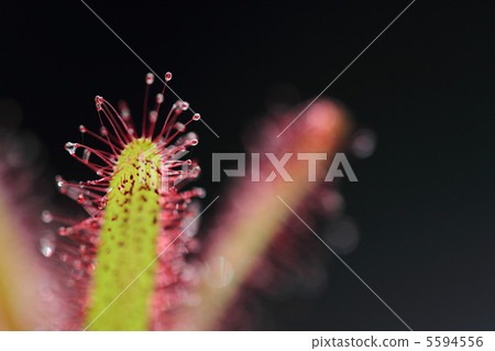 Caterpillar plant · Drosera clap Caterpillar plant · Drosera clap 5594556