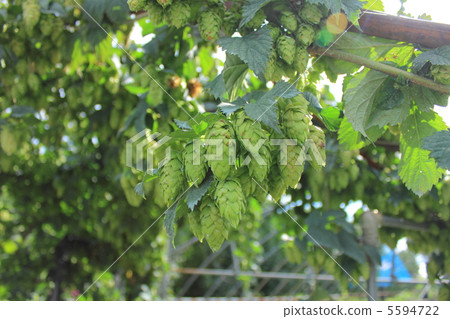 Hop field Hop field 5594722