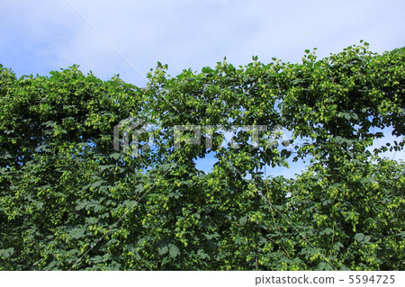 Hop field Hop field 5594725