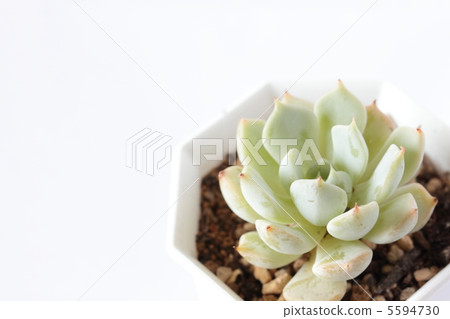 Ekebelia Zaragosa Ekebelia Zaragosa 5594730