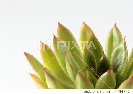 Ekebelia·回憶 5594732