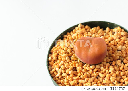 Mauganany Armenian cam 5594737