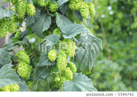 Hop field 5594742