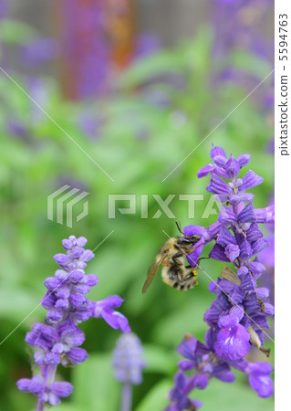 A bee A bee 5594763
