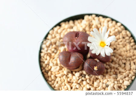 Conophichome·Tweenhorn青少年 Conophichome·Tweenhorn青少年 5594837