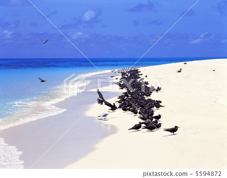 Bird's paradise Mikomasukayu of Australia 5594872