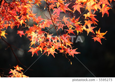 秋天的樹葉 5595273