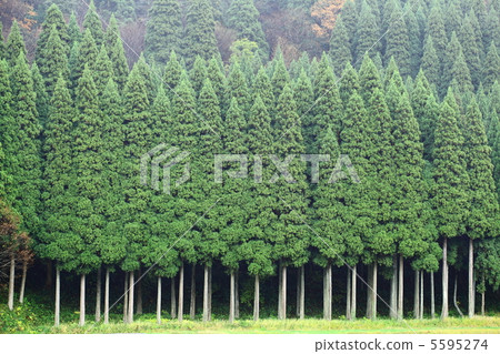 樹的景觀 5595274
