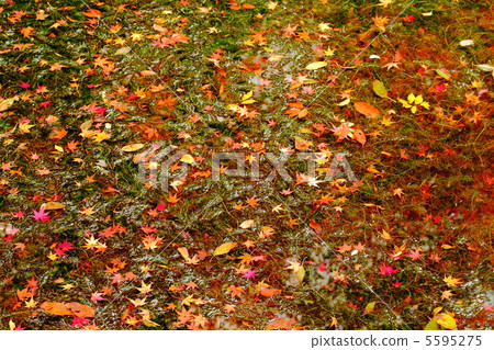 秋季葉子和水面 5595275