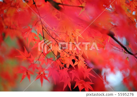 秋天的樹葉 5595276