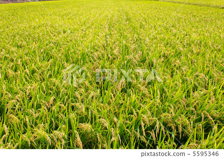 Paddy field Paddy field 5595346