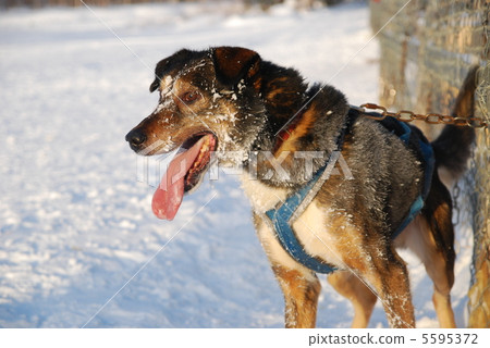 Yellowknife's husky 5595372