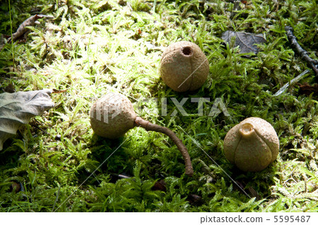 七葉樹 七葉樹 5595487