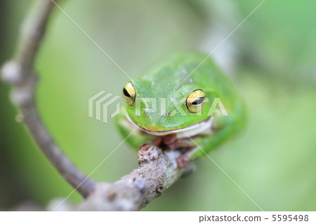 Schlegel frog Schlegel frog 5595498
