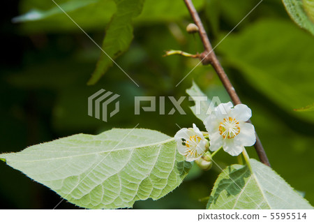 Matatabi Flower 5595514