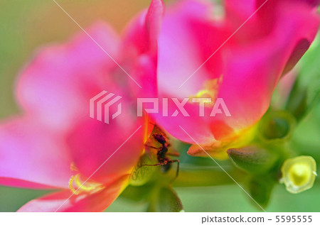 Porch raka flowers and ants Porch raka flowers and ants 5595555