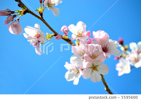 Cherry Blossoms Cherry Blossoms 5595600