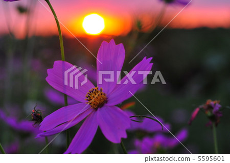 Cosmos Cosmos 5595601