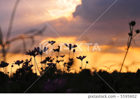 Cosmos Cosmos 5595602