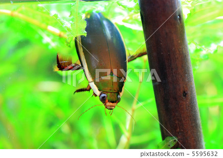 潛水甲蟲 5595632