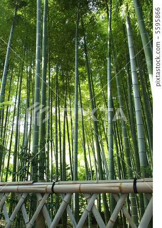 夏季竹林和竹籬笆 5595866