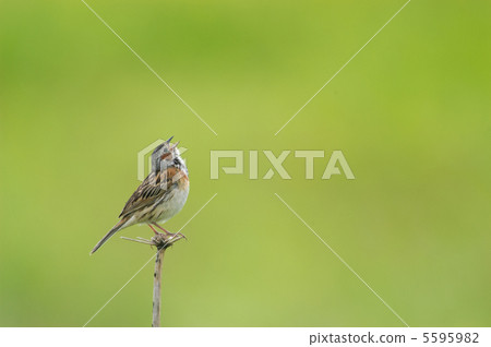 高原之鳥 5595982