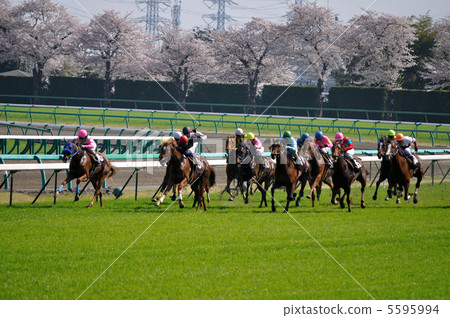 Horse race 5595994