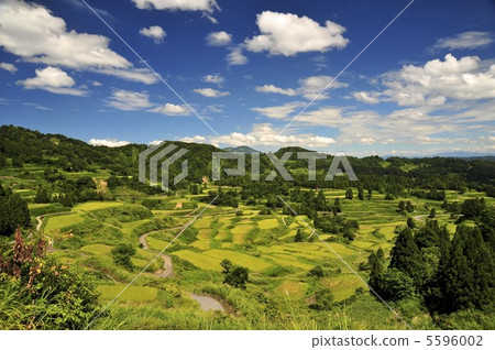 Japan's best! Rice paddy of Star Pass 5596002
