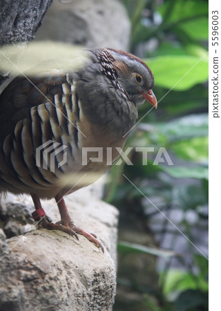 Chaeri Iwasako 5596003