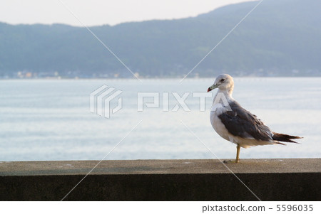 Seagull Seagull 5596035