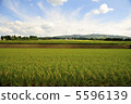 Japanese countryside 5596139