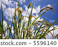 Fruit rice plant 5596140