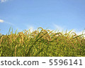 Summer sky and ear rice 5596141