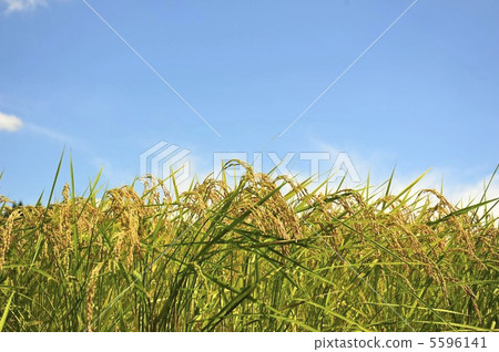 Summer sky and ear rice 5596141