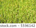 Great harvest 5596142