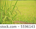 Fruit rice plant 5596143
