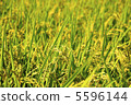 Great harvest 5596144