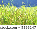 Shining ear rice 5596147