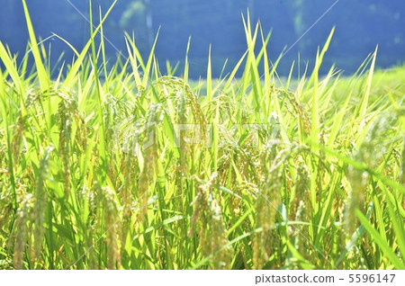 Shining ear rice 5596147