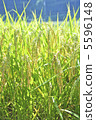 Shining ear rice 5596148