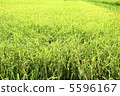Fruit rice earned 5596167